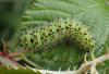 Saturnia pavonia